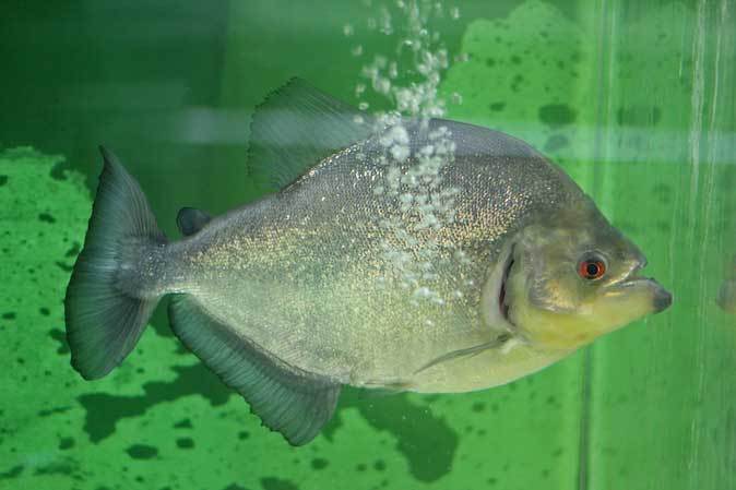 東京タワー水族館~壮観!ピラニア・コレクション!!【前編】_b0355317_21320166.jpg