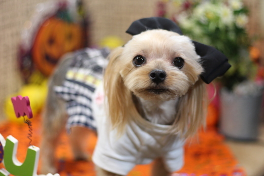 10月20日にご来店のワンちゃんです！！_b0130018_22325464.jpg