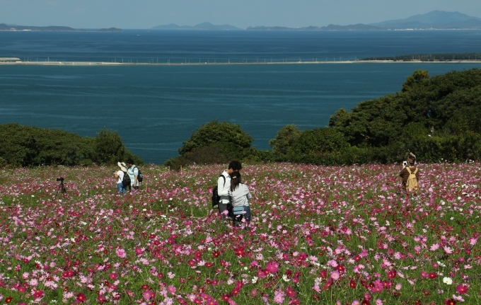 能古島のコスモス_b0258821_21534195.jpg