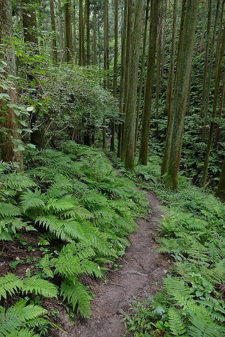 初秋の巾着田を目指す　その5_c0196928_16192773.jpg