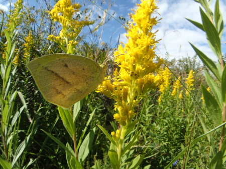 c0353632_07355295.jpg