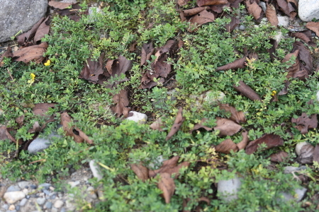 c0353632_07564339.jpg
