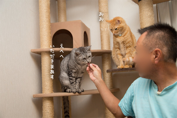 お皿にごはんがあっても_d0355333_18315918.jpg