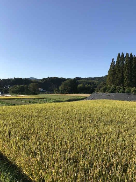 f0091634_21182619.jpeg
