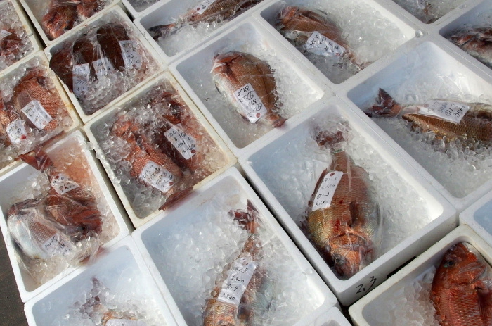 地魚の鯛(第384巻)_b0340837_13271922.jpg