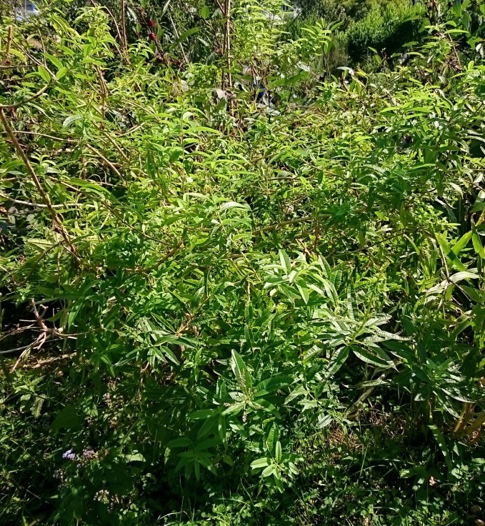 f0042637_19165000.jpg