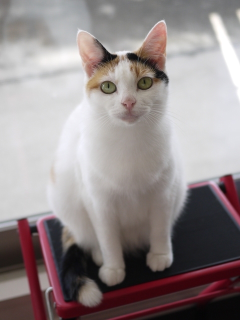 猫のお留守番 エンジェルちゃん編。_a0143140_22315554.jpg