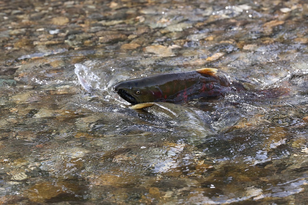 f0347565_07544852.jpg