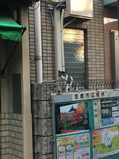 ネクタイが安く買える路地裏_f0363168_06430492.png