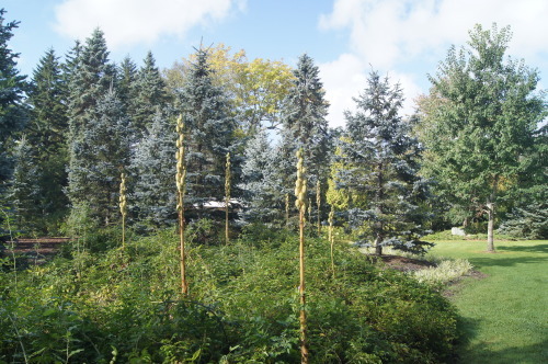 e0181373_21402322.jpg