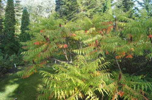 e0181373_21403743.jpg