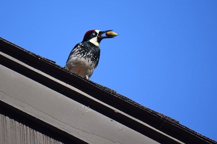 Acorn Woodpecker at the Park - Ross_b0369375_05573842.jpg