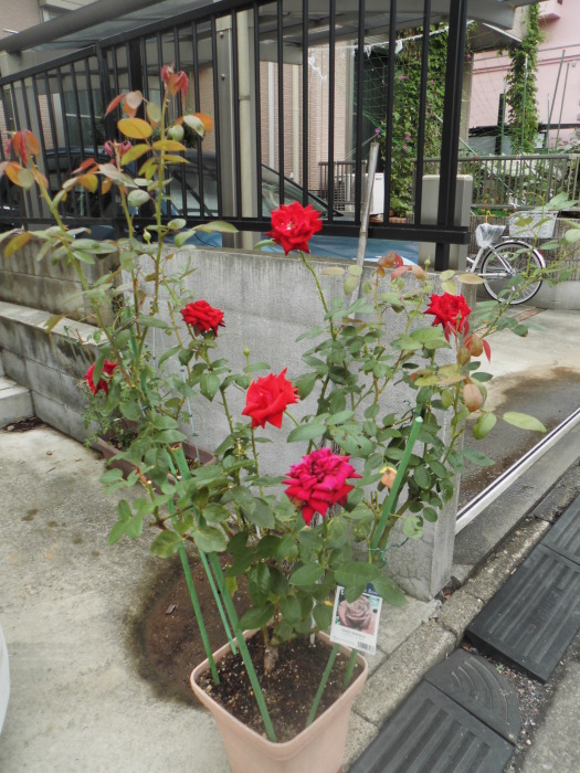 e0014991_13490283.jpg
