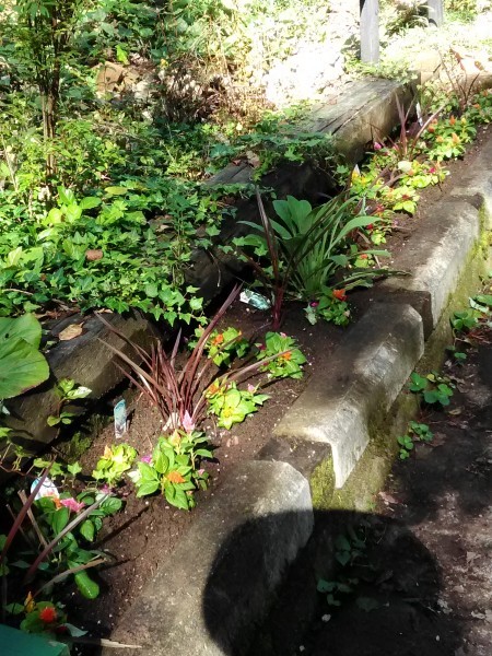 花壇に ケイトウの花 植えました 撫子 なでしこ日記 花壇に ケイトウの花 植えました 撫子 なでしこ日記