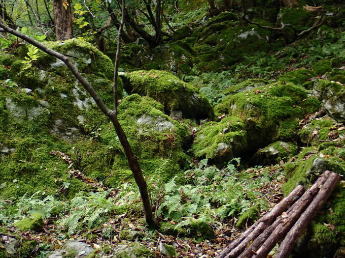 御池岳登山_a0049296_06330549.jpg