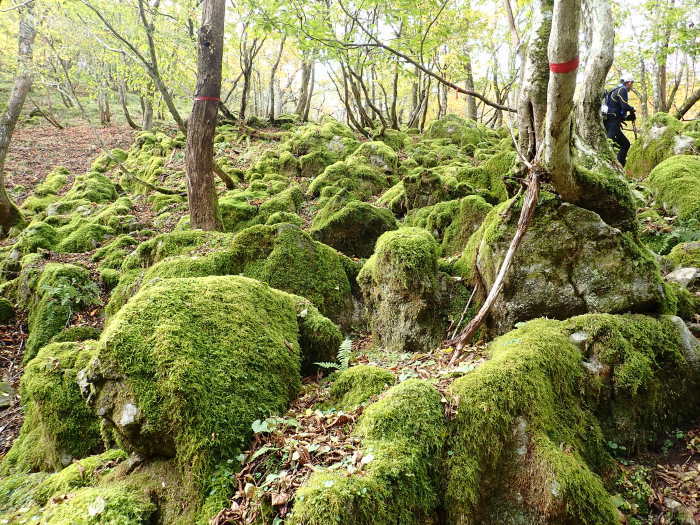 御池岳登山_a0049296_06355573.jpg