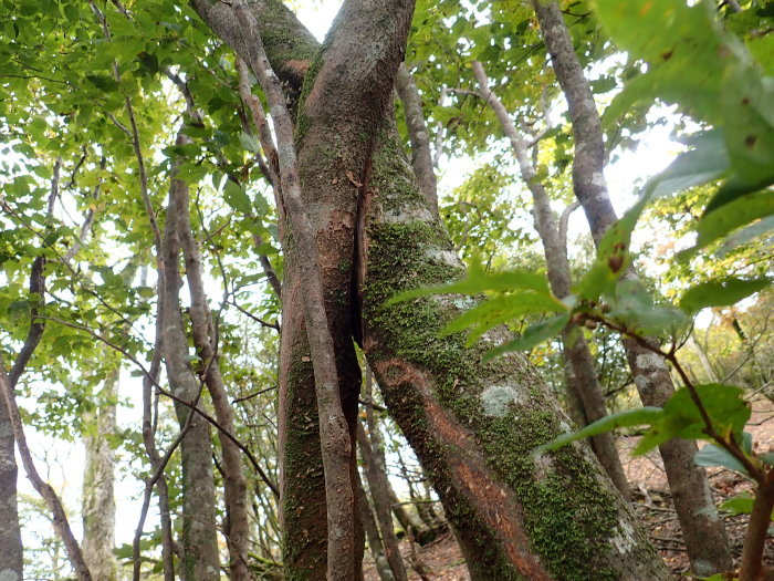 御池岳登山_a0049296_06473572.jpg