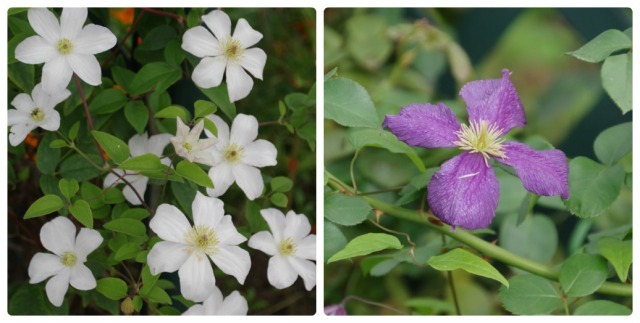 秋薔薇が咲くあしかがフラワーパークへ Ⅲ_b0356401_19562017.jpg