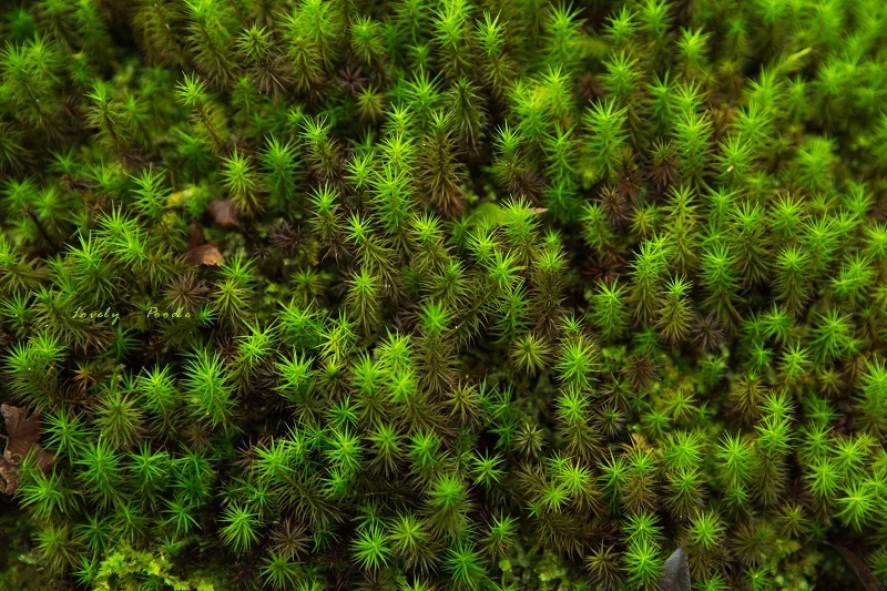 d0257606_22470848.jpg