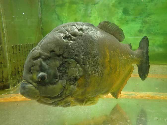 東京タワー水族館～壮観！ピラニア・コレクション！！【後編】_b0355317_21304195.jpg