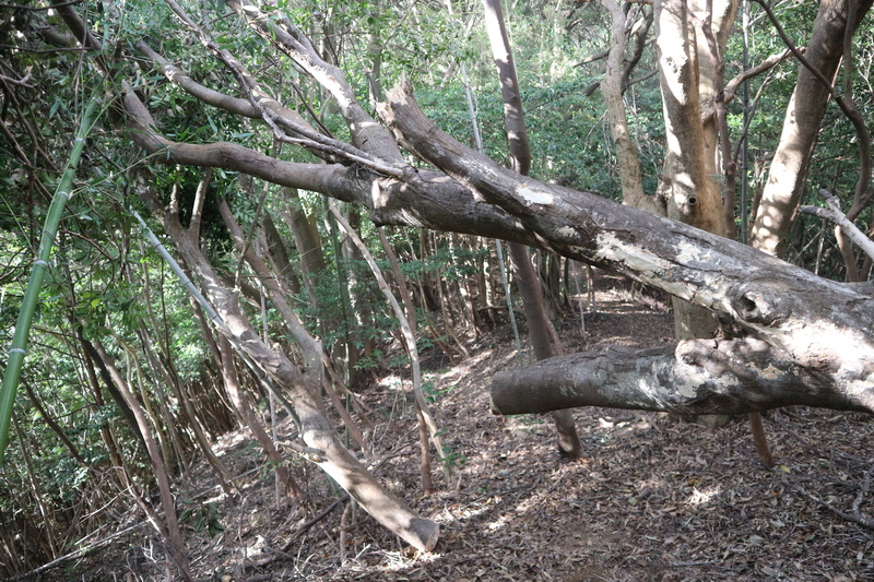 e0272335_19501795.jpg