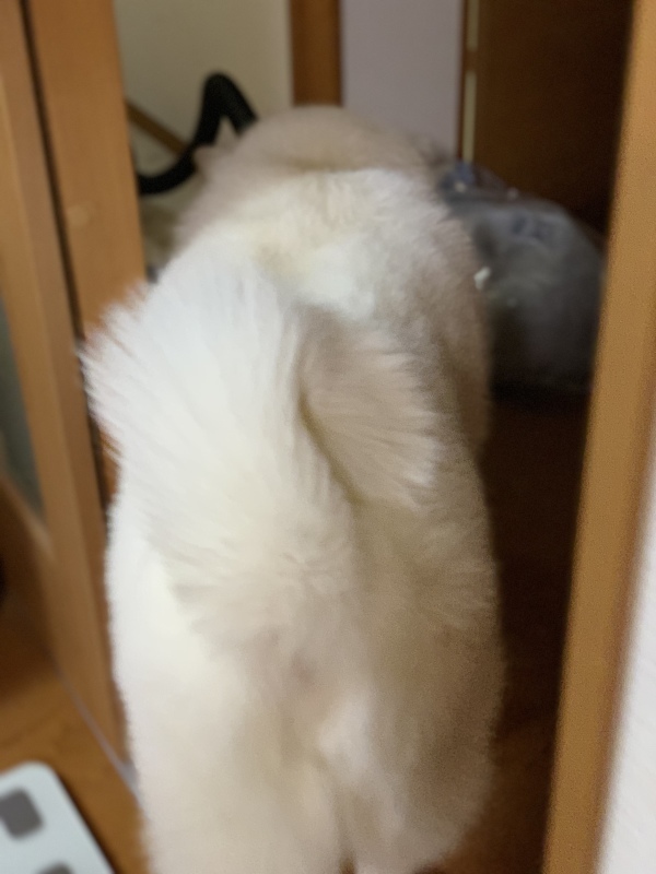 e0364035_02145611.jpeg