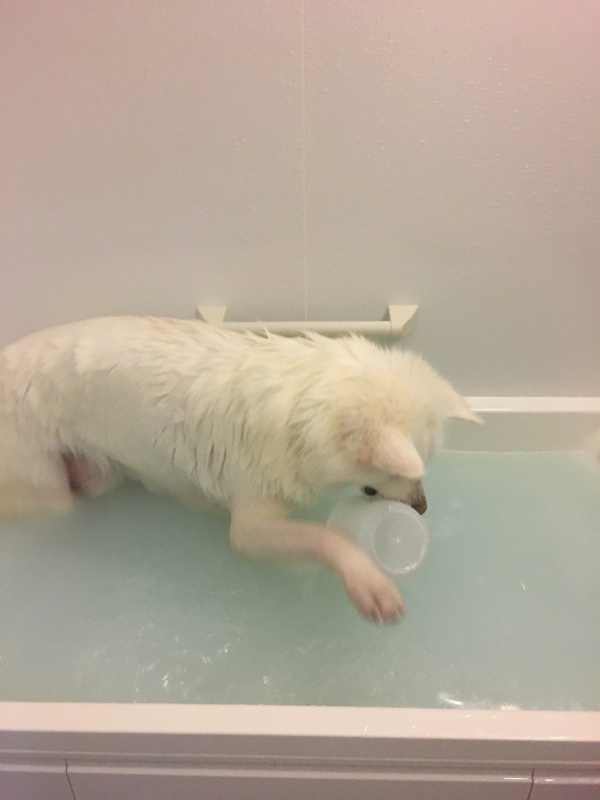 e0364035_02403136.jpeg