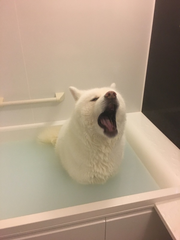e0364035_20331071.jpeg