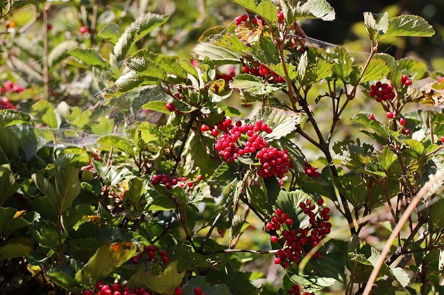 a0242438_21414898.jpg