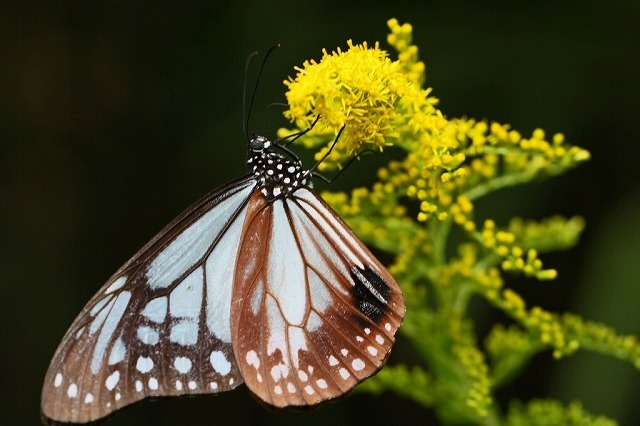 a0242438_21421323.jpg