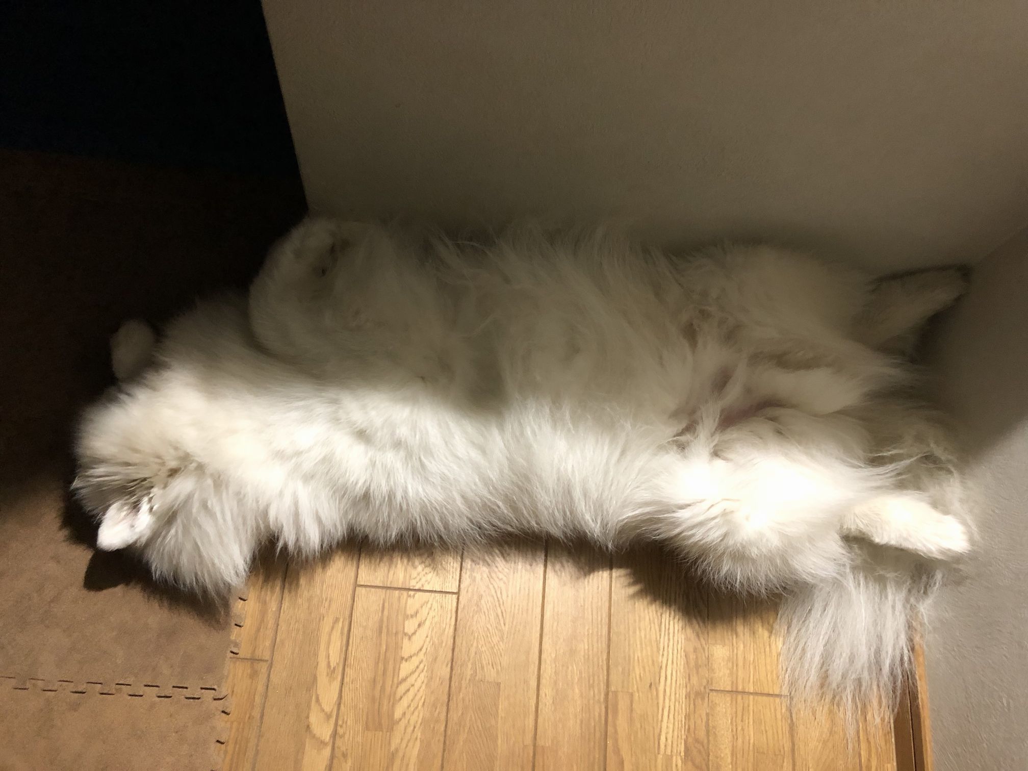 元気に散歩_f0128542_15322934.jpg