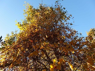 e0004756_21021263.jpg