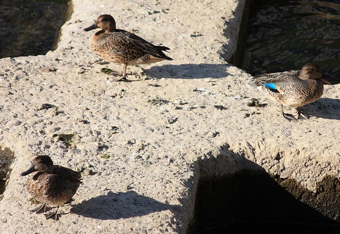 今日の鳥さん　181020　№2_a0020763_02005882.jpg