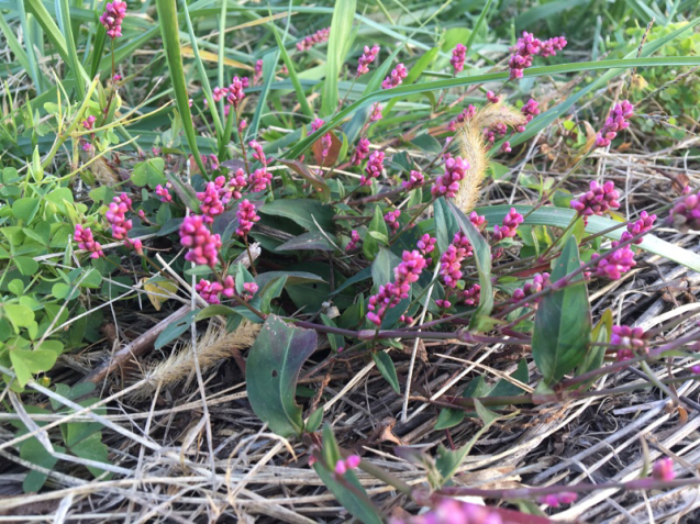 c0380878_18373728.jpg