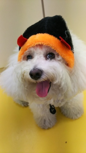 🎃ハロウィン🎃第3弾_f0357682_11202242.jpg
