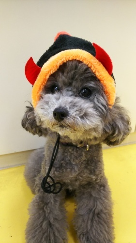 🎃ハロウィン🎃第3弾_f0357682_11205079.jpg