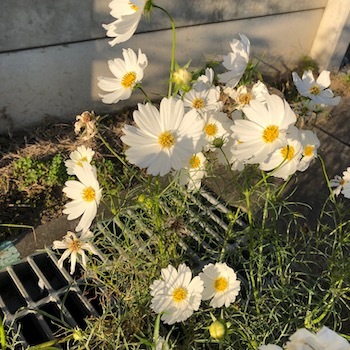 ベルガモットが好き_a0191183_22222801.jpeg