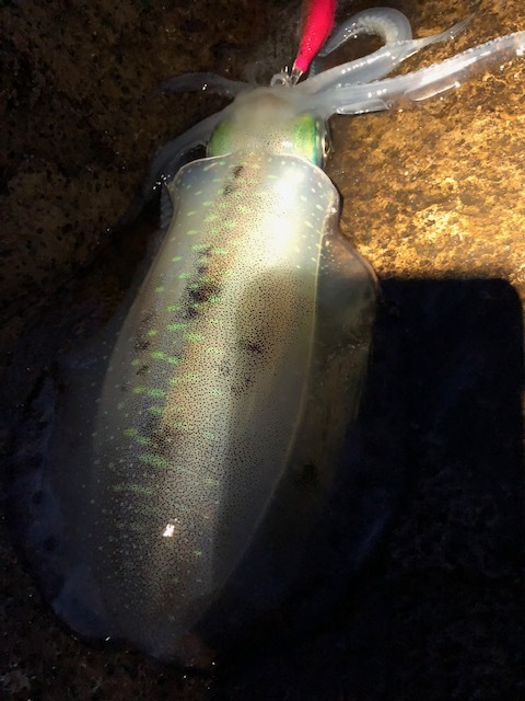 e0192884_17303473.jpg
