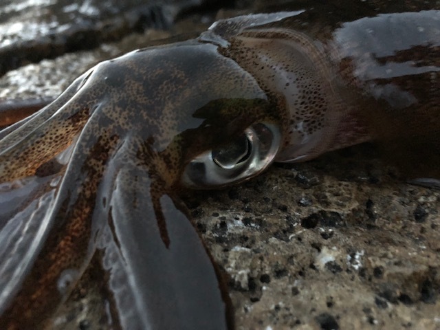 e0192884_17304043.jpg