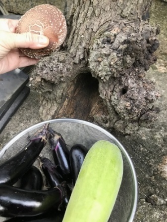 いつの間に 椎茸出て来たん?_a0346704_17493515.jpg