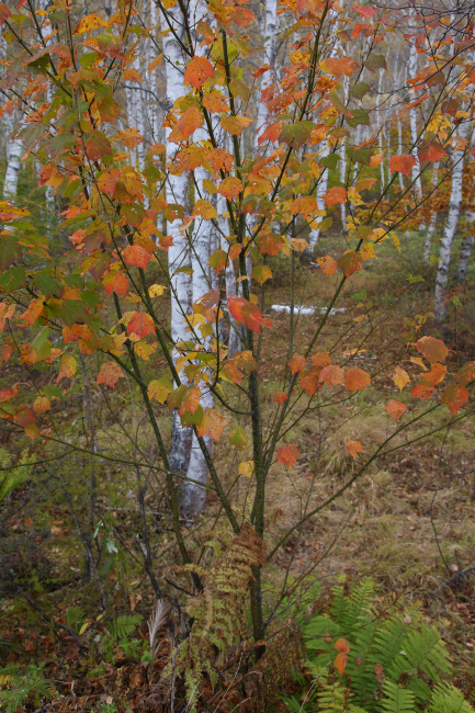 a0357206_21003543.jpg