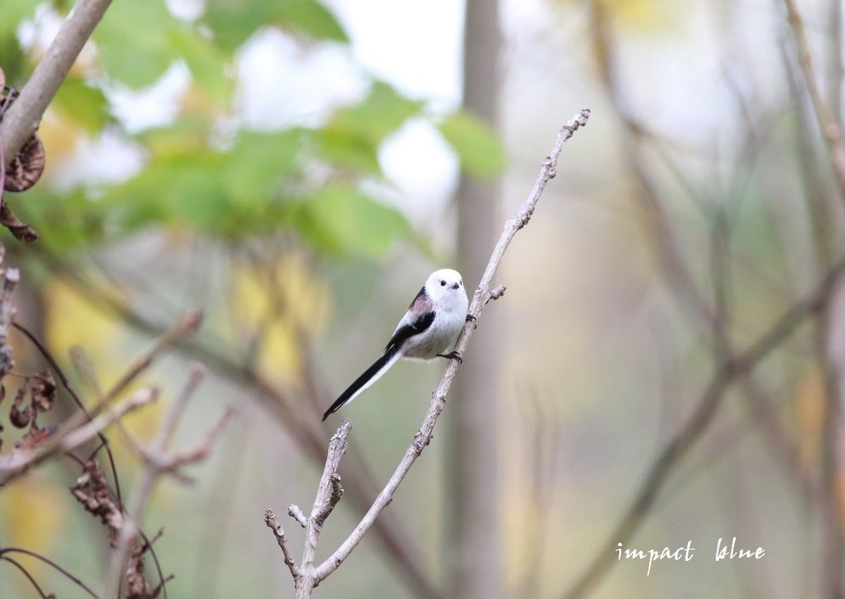 秋色♪シマエナガちゃん(^^)/　②　～北海道にて～_a0355908_14500132.jpg