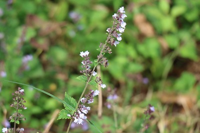 e0373815_14303664.jpg