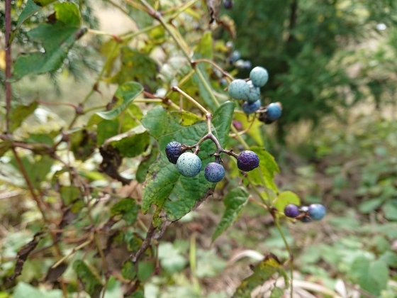f0118332_20365678.jpg