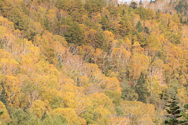 a0207736_15570219.jpg