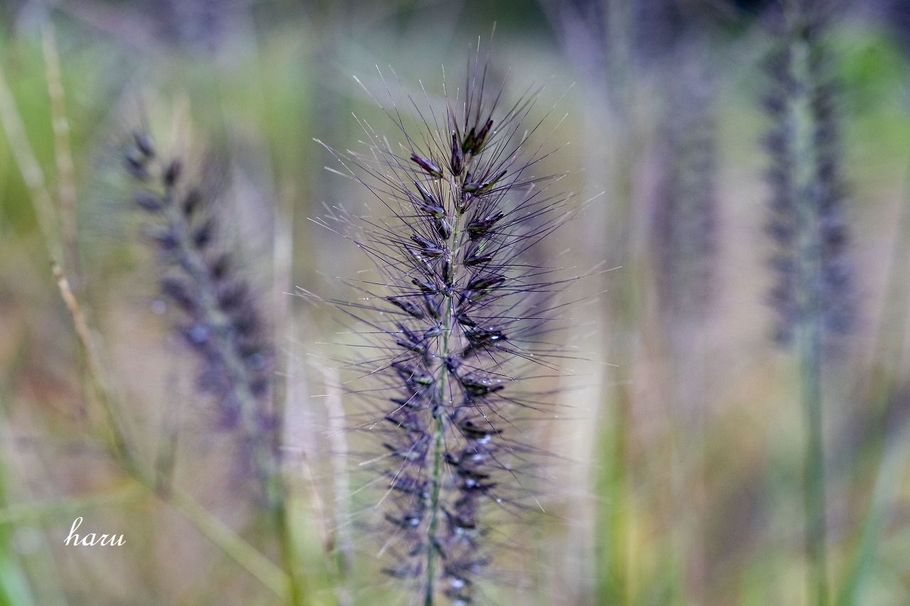 f0297537_10181236.jpg
