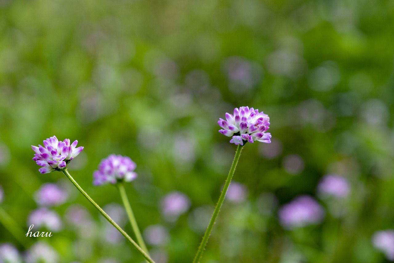 f0297537_10181583.jpg