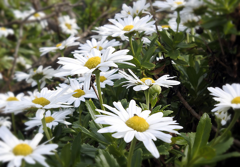 d0322448_19502562.jpg