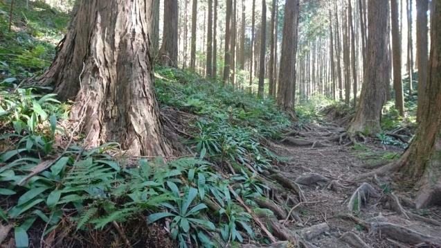 大和葛城山　(天狗道ピストン）_b0148050_08013507.jpg