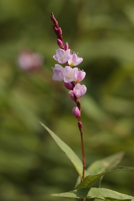 サクラタデ_d0367460_22060044.jpg